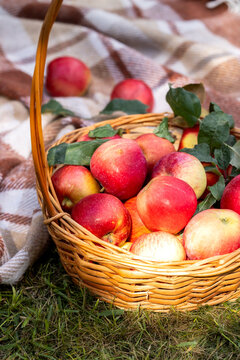 Wicker basket overflowing with fresh harvest apples on grass