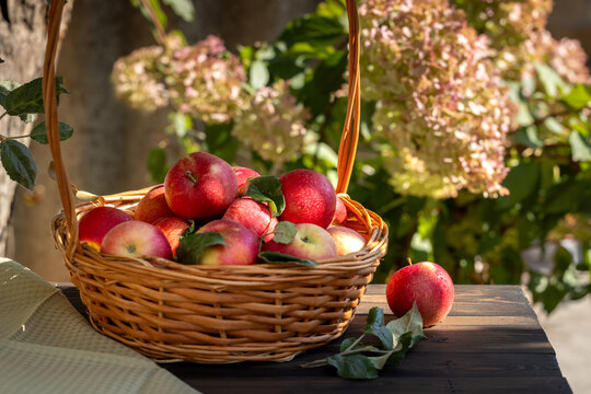 Freshly picked red apples filling a wicker basket