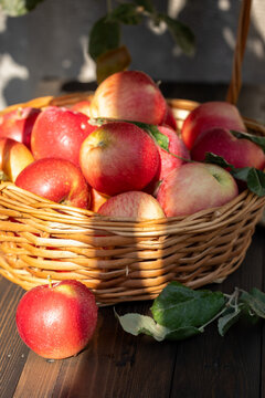 Fresh apples harvesting in wicker basket during autumn