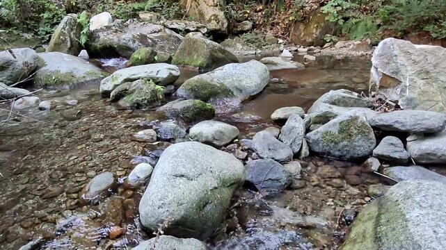 Clear mountain river stream flowing over rocks in lush forest, Saint Vincent river, Vernet-les-Bains, Pyrenees-Orientales, France
