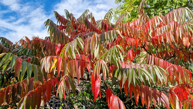 Vibrant red and green staghorn sumac leaves glowing in bright autumn daylight against sky