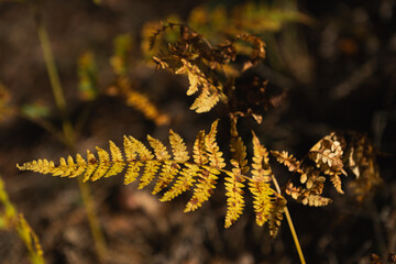 Autumn nature backdrop golden fern fronds in woodland. Horizontal panorama of sunlit golden fern leaves in fall. forest aesthetics golden fern leaves in warm sunlight. Autumn nature. © Oleh Kovalov
