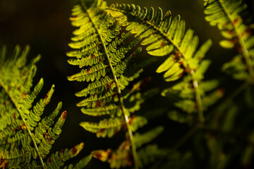 Lush green fern leaves glowing in bright backlight. Fresh tropical fern leaves illuminated by sunlight. Eco friendly concept fresh green fern leaves in sunlight.  © Oleh Kovalov