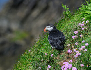 Atlantic Puffin on the Seacoast © John