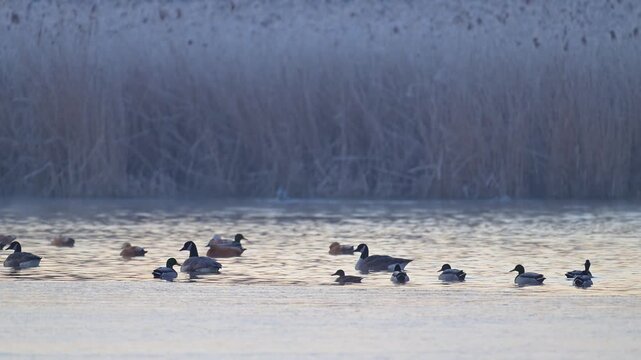 Stockente (Anas platyrhynchos), Gruppe von Stockenten auf dem Wasser,  Rheinheimer Teich, Hessen, Deutschland