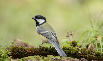 Great Tit Perched On Mossy Branch Close Up Spring Songbird In Natural Green Habitat © © Raymond Orton