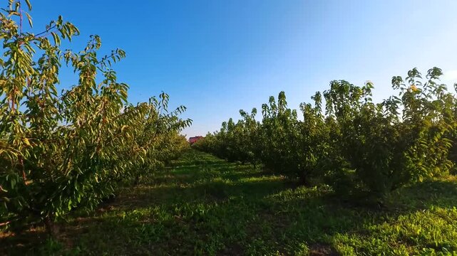 Rows of Dwarf Cherry Trees Growing in an Organized Agricultural Orchard, Novate Milanese, Italy - SIDE POV VIDEO - NO AUDIO