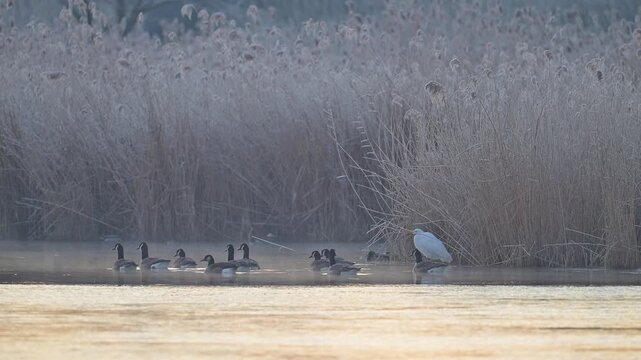 Kanadag&auml;nse (Branta canadensis), und ein Silberreiher (Ardea alba), am Wasser,  Rheinheimer Teich, Hessen, Deutschland