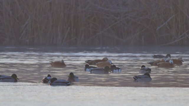 Stockente (Anas platyrhynchos), Rostgans (Tadorna ferruginea), Gruppe von Enten am Wasser,  Rheinheimer Teich, Hessen, Deutschland