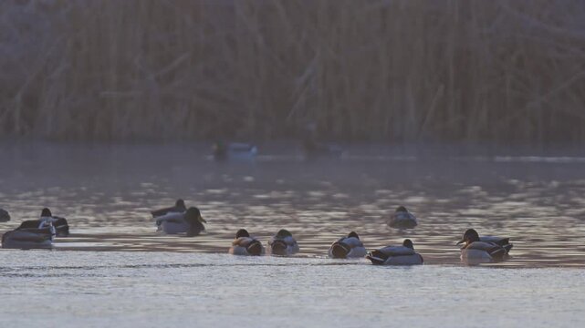Stockente (Anas platyrhynchos), Gruppe von Stockenten am Wasser,  Rheinheimer Teich, Hessen, Deutschland