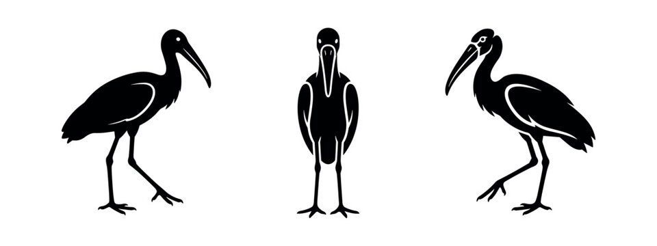 Three black silhouettes of ibises in various poses