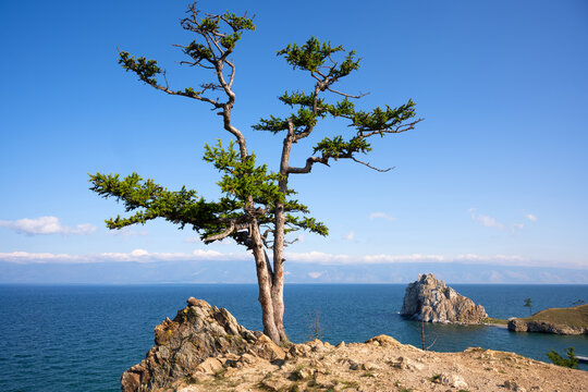 Solitary coniferous tree growing on a rocky cliff by Lake Baikal. Scenic view of Shamanka stone, sky and distant mountains on Olkhon island, landscape in Russia