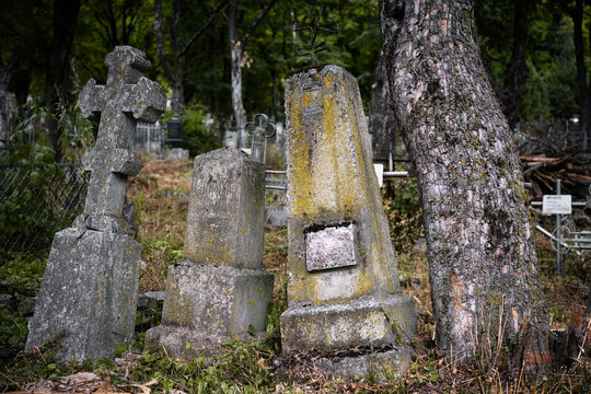 Three weathered stone gravestones covered in lichen next to a tree trunk. Old abandoned cemetery with overgrown grass and vintage monuments. Historical graveyard landscape