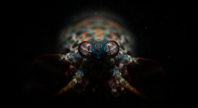 Macro head-on extreme close-up of a mantis shrimp with complex compound eyes, digital art
