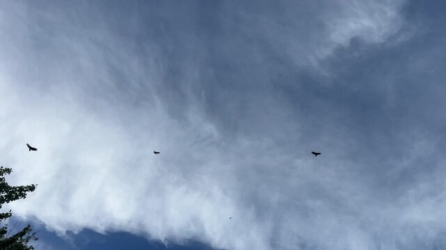 Vultures circling against blue sky with clouds 