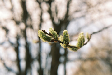 Pussy willow catkins blooming on branch in spring © Kamil