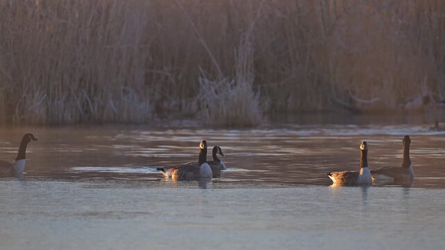 Kanadag&auml;nse (Branta canadensis), Gruppe von Wasserv&ouml;gel schwimmen auf dem Wasser,  Rheinheimer Teich, Hessen, Deutschland
