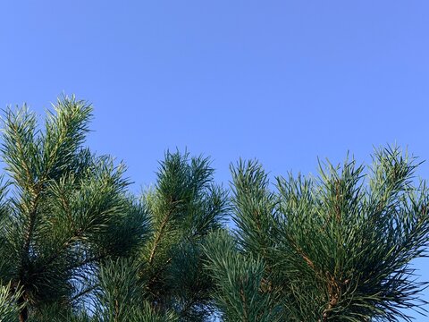 Green pine tree branches against clear blue sky background with copy space