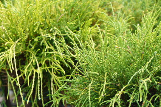 Fadenzypresse - False Cypress - Chamaecyparis pisifera