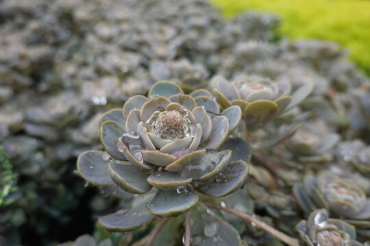 Chinesische Narrenkappe, Sternwurz - Chinese Dunce Cap - Orostachys iwarenge