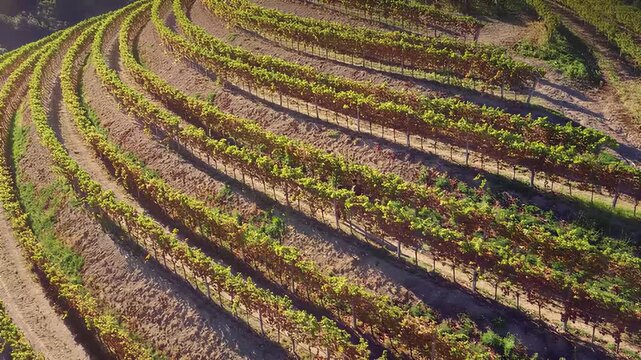 Aerial view of lush terraced vineyards with rows of grapevines on a sunny hillside landscape