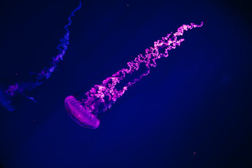 Colorful jellyfish swimming in dark water at aquarium during evening hours © ir1ska