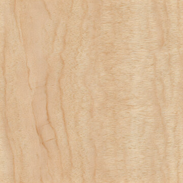 Birch Raw Seamless Texture