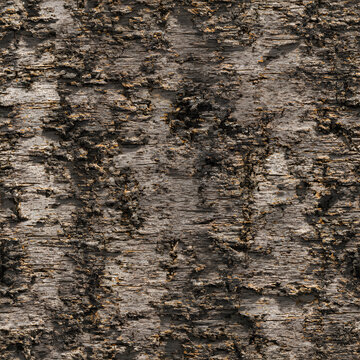Birch Oiled Seamless Texture