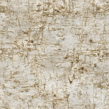 Birch Aged Seamless Texture