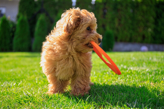 Maltipoo puppy playing on green grass in a summer garden
