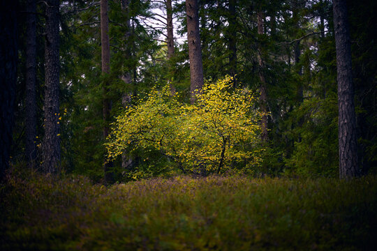 Glowing Golden Birch Tree in Dark Nordic Pine Forest in Autumn
