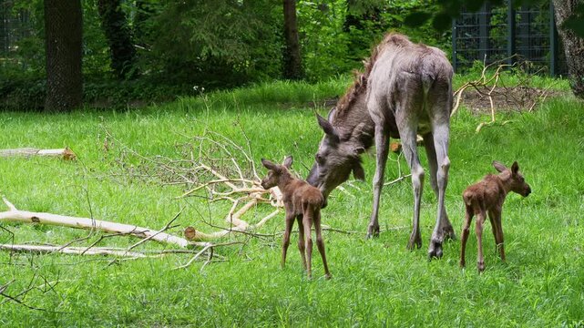Family of moose or elk, Alces alces is the largest extant species in the deer family. Moose are distinguished by the broad, flat, or palmate antlers of the males.