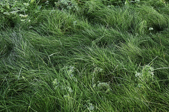 Lush Green Grass Field