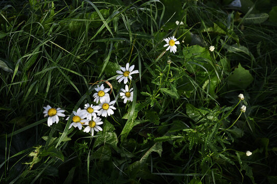 Dew-kissed Daisies In Meadow