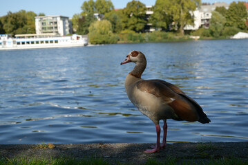 Egyptian goose standing by the water in an urban park © sofiia_tsvietkova