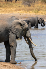 elephants in the water © Jordy Blokland