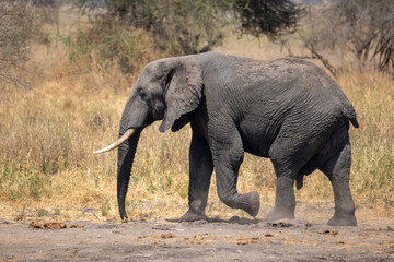 Fototapeta premium elephant in africa