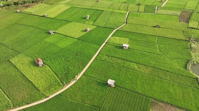 Aerial view of Munjungan Rice Fields with lush green paddies and small wooden huts scattered across the landscape Munjungan, East Java, Indonesia.