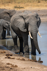 Drinking elephant © Jordy Blokland