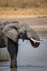 Drinking elephant © Jordy Blokland