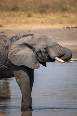 Drinking elephant © Jordy Blokland