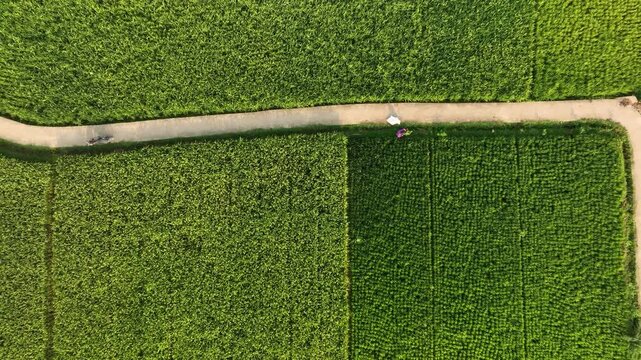 Aerial view of Munjungan Rice Fields with a person walking along a path under a purple umbrella in Munjungan, East Java, Indonesia.