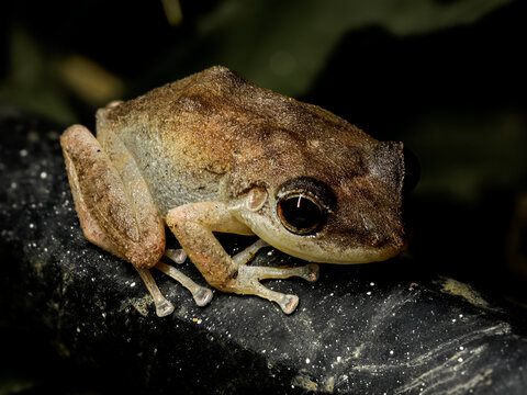 Coqui Comun de Puerto Rico