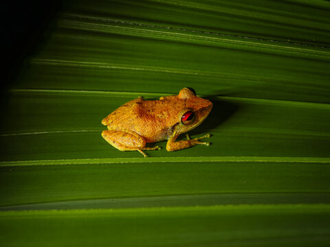 Coqui Churi de Puerto Rico