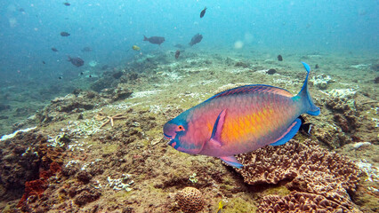 Redlip Parrotfish Swimming Along Coral Reef at Bee Hive Dive Site Mozambique © Kaitlind