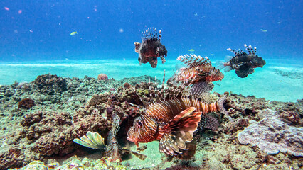 Three Lionfish Swimming Together at Fish Basket Dive Site Ponta do Ouro Mozambique © Kaitlind