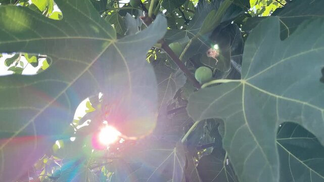 Close Up of Unripe Green Figs Growing on a Fig Tree Branch with Lush Leaves. 4K ultra HD footage showing a detailed close-up of young, immature green figs hanging from a tree branch surrounded by larg