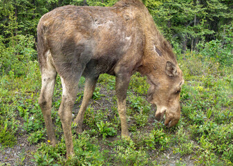 Young moose grazing in an Alaskan forest clearing © noname414