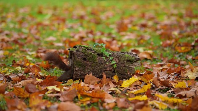 Eurasisches rotes Eichh&ouml;rnchen (Sciurus vulgaris), in einer herbstlichen Umgebung