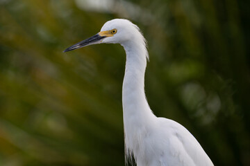 Obraz premium Snowy Egret Head and Neck Portrait With Yellow Lores Against Green Bokeh